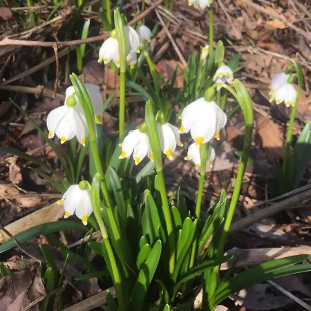 аква Polyana (Transcarpathia)
